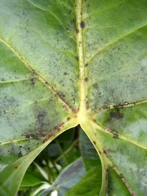 A kezelés és ellátás Anthurium otthon betegsége