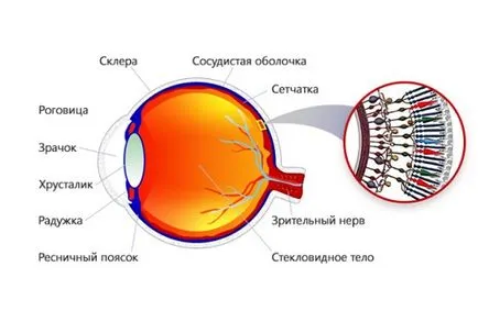 Tratamentul de atrofie a nervului optic pentru a îmbunătăți alimentarea cu sânge