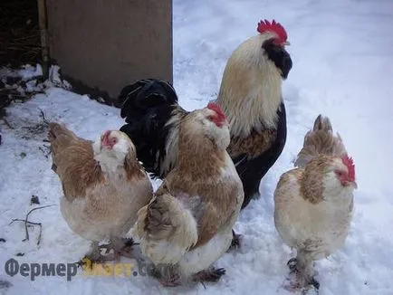 Csirkék tenyészteni Faverolles Chicken tartalom hígítás fajta leírása