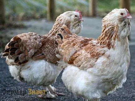 Csirkék tenyészteni Faverolles Chicken tartalom hígítás fajta leírása