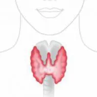 Щитовидната жлеза Лечение мед, елда, ядки