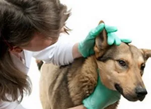 A kezelés a gyulladás a fül egy kutya, egy blog a kutyák