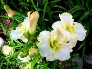 plantare daylilies și de îngrijire într-un îngrășământ de transplant deschis la sol