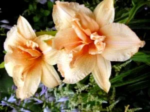 Daylilies ültetés és gondozás nyílt földön transzplantáció műtrágya