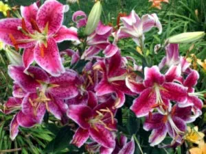 Daylilies ültetés és gondozás nyílt földön transzplantáció műtrágya