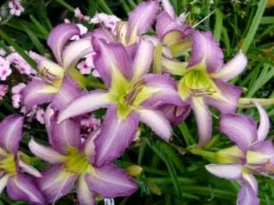 plantare daylilies și de îngrijire într-un îngrășământ de transplant deschis la sol