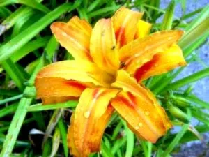 Daylilies ültetés és gondozás nyílt földön transzplantáció műtrágya