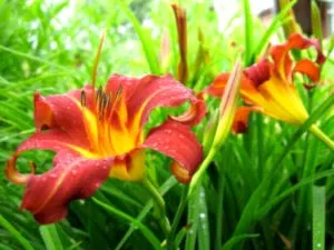 plantare daylilies și de îngrijire într-un îngrășământ de transplant deschis la sol