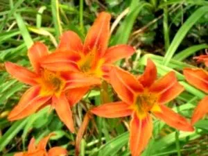 plantare daylilies și de îngrijire într-un îngrășământ de transplant deschis la sol