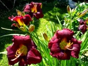 Daylilies ültetés és gondozás nyílt földön transzplantáció műtrágya