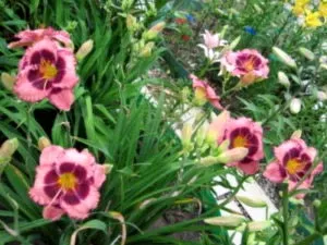 plantare daylilies și de îngrijire într-un îngrășământ de transplant deschis la sol