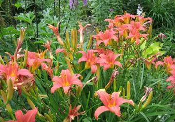 Daylilies засаждане семена, отглеждане и грижи за цветята в снимки и видео примери