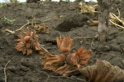 Mogyoró előnyei és hátrányai, mint hasznos, ha takarítják be, amikor az érett