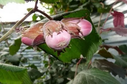 Mogyoró előnyei és hátrányai, mint hasznos, ha takarítják be, amikor az érett