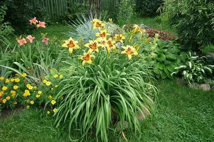 Daylilies plantarea semințelor, cultivarea și îngrijirea florilor în fotografii și exemple video de