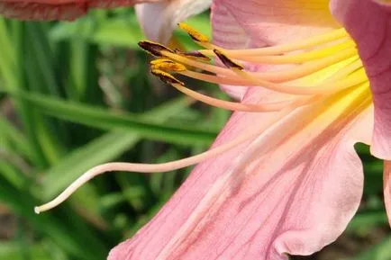 Daylilies plantarea semințelor, cultivarea și îngrijirea florilor în fotografii și exemple video de