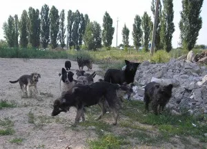 Az emberek és a kutyák, a szabad köztársaság