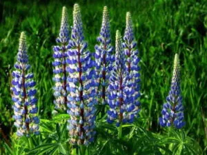 plantare Lupin și de îngrijire în propagarea câmp deschis prin butași