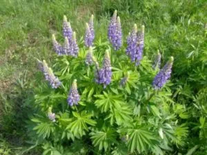 plantare Lupin și de îngrijire în propagarea câmp deschis prin butași