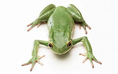 Frog - egy képet a fényképet gyermek, versek, videók, képek