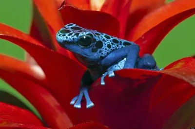 Frog - o fotografie pentru copii fotografii, poezii, video, imagini