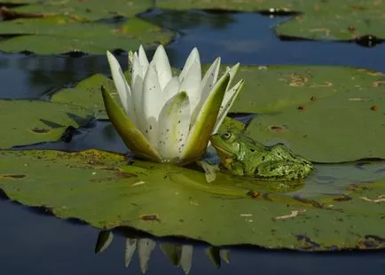 Frog Menyasszony (Tatiana zachosova)