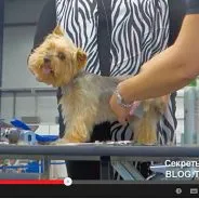 Mester osztályt Shonny Bernardi (Kanada) - rövid fodrász Yorkshire terrier, titkok otthon