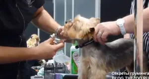 Mester osztályt Shonny Bernardi (Kanada) - rövid fodrász Yorkshire terrier, titkok otthon