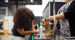 Master class de la Shonny Bernardi (Canada) - tunsoare scurta Yorkshire Terrier, secrete de acasă