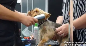 Mester osztályt Shonny Bernardi (Kanada) - rövid fodrász Yorkshire terrier, titkok otthon