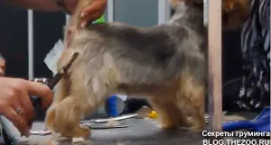 Mester osztályt Shonny Bernardi (Kanada) - rövid fodrász Yorkshire terrier, titkok otthon