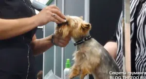 Mester osztályt Shonny Bernardi (Kanada) - rövid fodrász Yorkshire terrier, titkok otthon