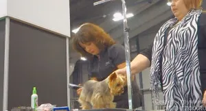 Master class de la Shonny Bernardi (Canada) - tunsoare scurta Yorkshire Terrier, secrete de acasă