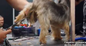 Master class de la Shonny Bernardi (Canada) - tunsoare scurta Yorkshire Terrier, secrete de acasă