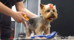 Mester osztályt Shonny Bernardi (Kanada) - rövid fodrász Yorkshire terrier, titkok otthon