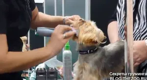 Master class de la Shonny Bernardi (Canada) - tunsoare scurta Yorkshire Terrier, secrete de acasă