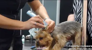 Master class de la Shonny Bernardi (Canada) - tunsoare scurta Yorkshire Terrier, secrete de acasă