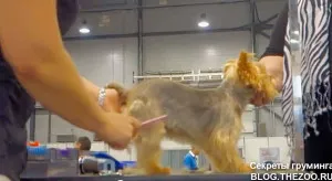 Mester osztályt Shonny Bernardi (Kanada) - rövid fodrász Yorkshire terrier, titkok otthon