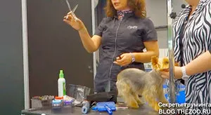 Mester osztályt Shonny Bernardi (Kanada) - rövid fodrász Yorkshire terrier, titkok otthon