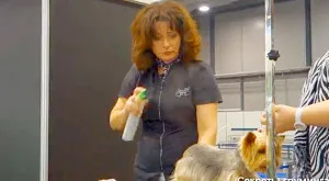 Master class de la Shonny Bernardi (Canada) - tunsoare scurta Yorkshire Terrier, secrete de acasă