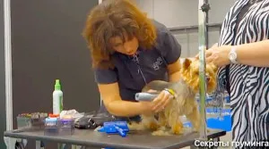 Master class de la Shonny Bernardi (Canada) - tunsoare scurta Yorkshire Terrier, secrete de acasă