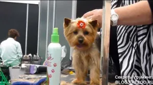 Mester osztályt Shonny Bernardi (Kanada) - rövid fodrász Yorkshire terrier, titkok otthon