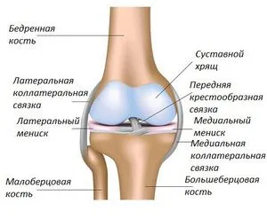 Медицински жлъчката и артроза на колянната става