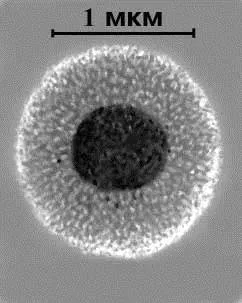 Mycoplasmosis és ureaplasmosis kutyák és macskák