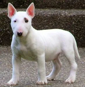 fotografii miniaturale Bull Terrier, caracteristici, descrieri, toate despre câini