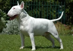 fotografii miniaturale Bull Terrier, caracteristici, descrieri, toate despre câini