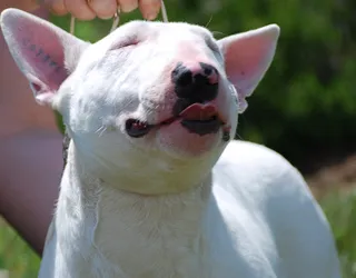 fotografii miniaturale Bull Terrier, caracteristici, descrieri, toate despre câini