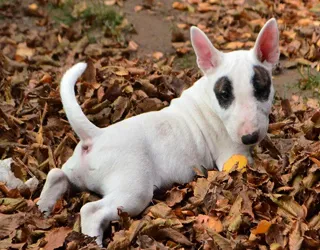 fotografii miniaturale Bull Terrier, caracteristici, descrieri, toate despre câini