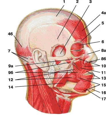 Mușchii începe, atașați scaunul, funcția - medicină, sănătate