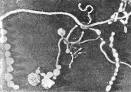 Mycoplasmosis és ureaplasmosis kutyák és macskák